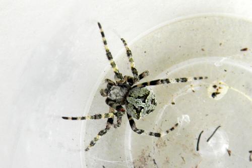 Araneus circe