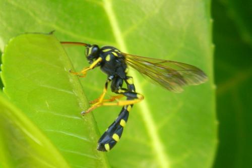 Réf. 69 370 : Metopius sp.