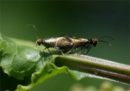 Micropterix aruncella