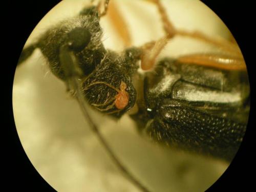Charletonia sp.