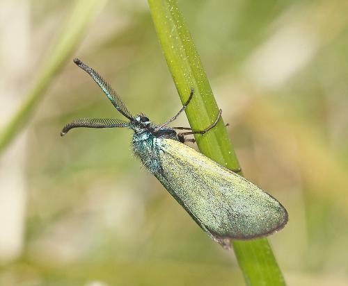 Réf. 69 475 : Adscita sp.