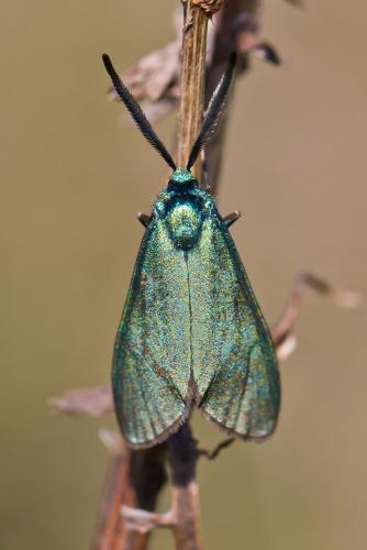 Réf. 69 544 : Adscita sp.