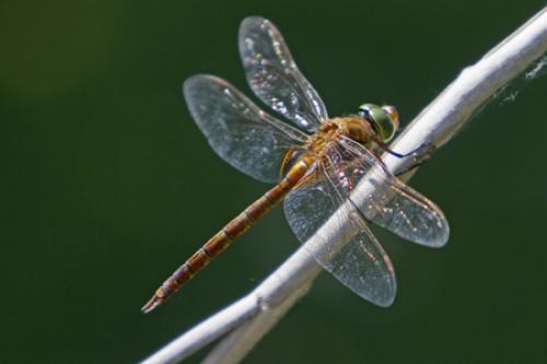 Aeshna isoceles