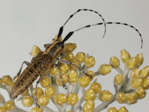 Agapanthia villosoviridescens