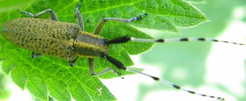 Agapanthia villosoviridescens
