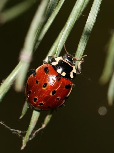 Réf. 69 708 : Anatis ocellata