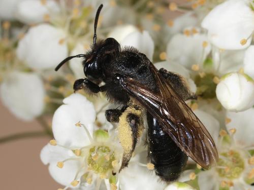 Andrena (morio-pilipes)