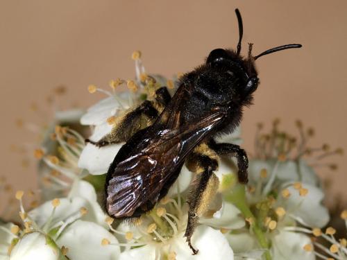 Réf. 69 650 : Andrena (morio-pilipes)