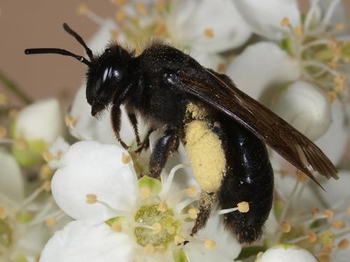 Andrena (morio-pilipes)