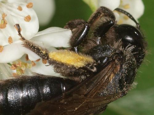 Andrena (morio-pilipes)