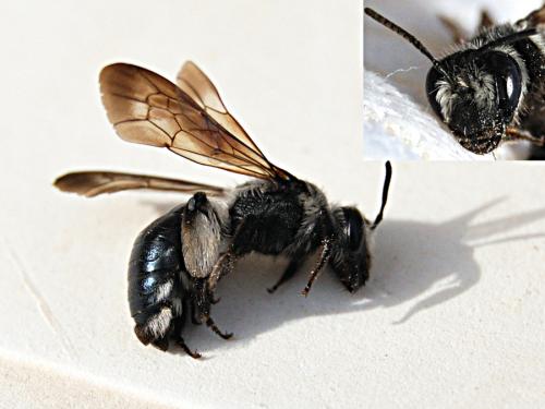 Andrena (afrensis-agilissima-asperrima)