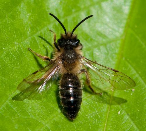 Andrena sp.