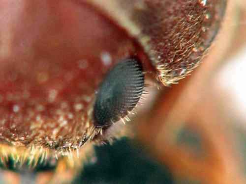 Oligomerus ptilinoides