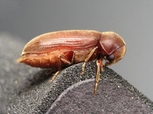 Réf. 69 012 : Oligomerus ptilinoides