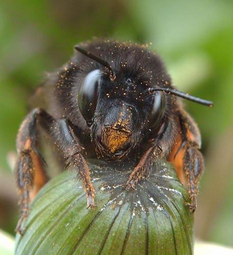 Anthophora plumipes niger