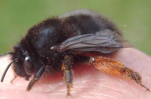 Anthophora plumipes niger