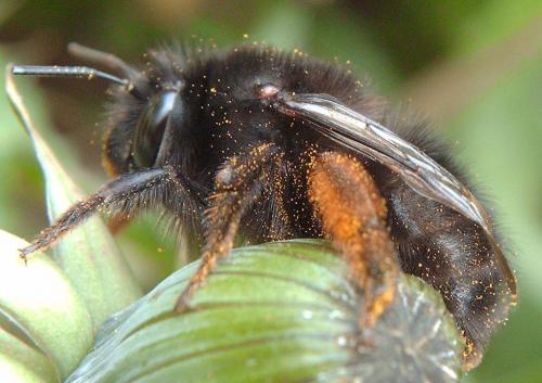 Anthophora plumipes niger
