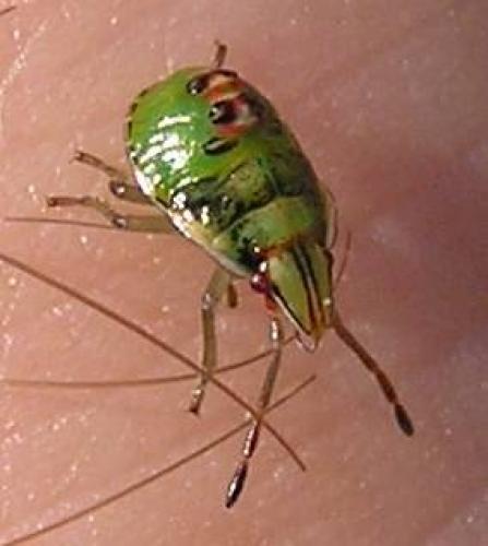 Cyphostethus tristriatus