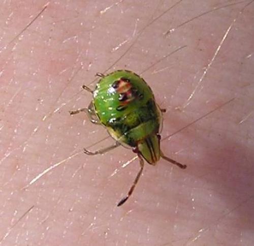 Cyphostethus tristriatus