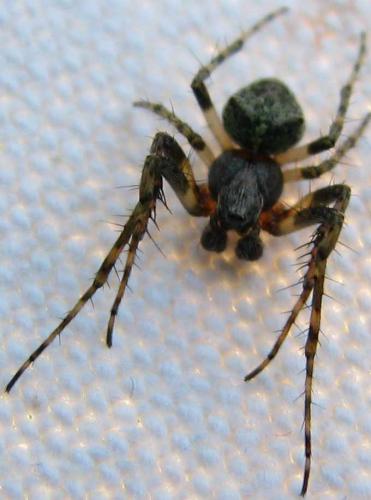 Gibbaranea gibbosa