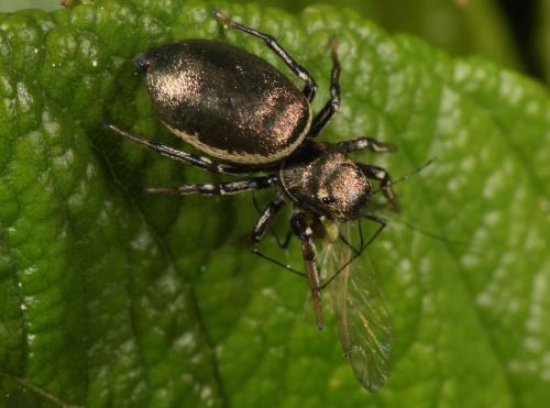 Réf. 69 600 : Heliophanus auratus