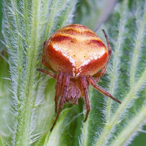 Araneus sp.