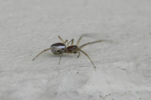 Frontinellina frutetorum
