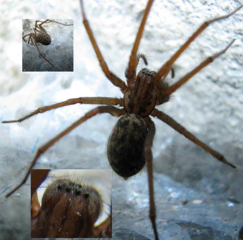 Tegenaria sp.