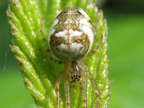 Metellina sp.