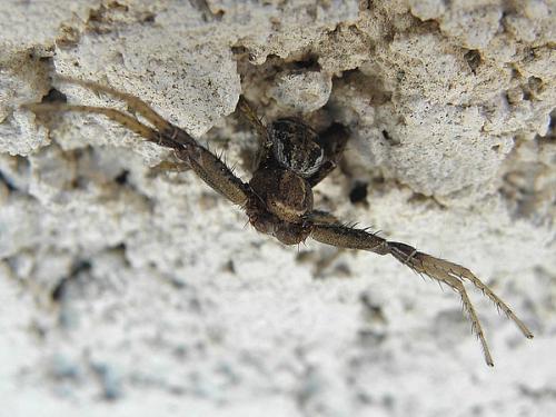 Xysticus sp.