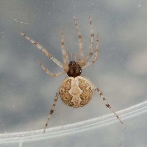 Réf. 69 891 : Theridion sp.