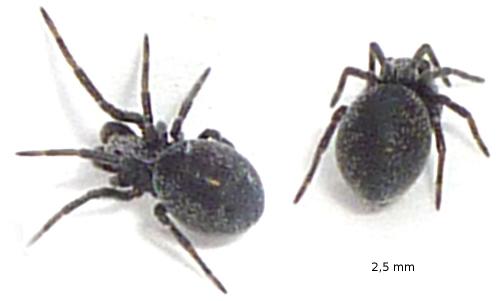 Brigittea latens
