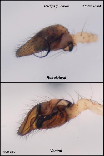 Réf. 69 084 : Anelosimus vittatus