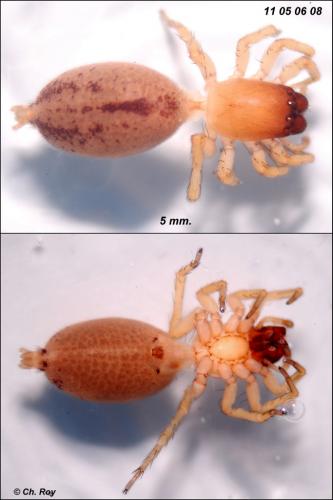 Réf. 69 901 : Porrhoclubiona genevensis