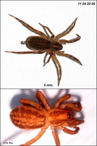 Réf. 69 249 : Liocranoeca striata