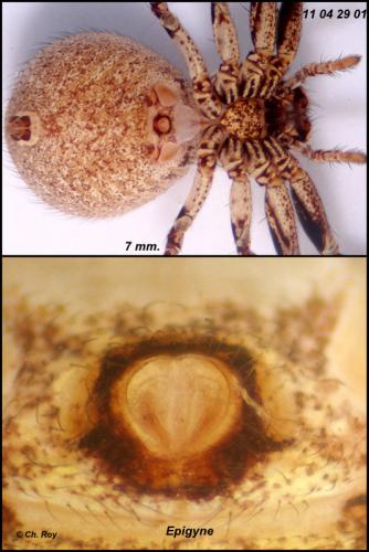 Xysticus kempeleni