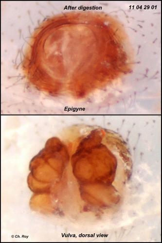 Réf. 69 263 : Xysticus kempeleni