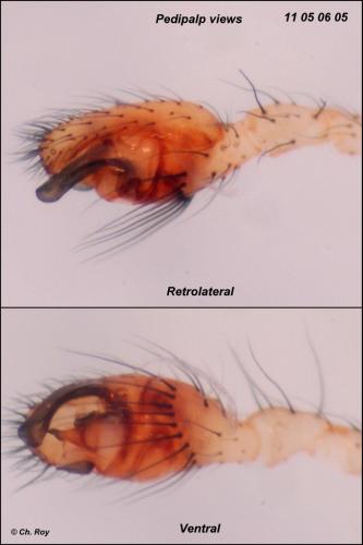 Réf. 69 742 : Phylloneta impressa