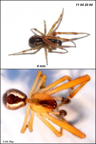Réf. 69 142 : Anelosimus vittatus