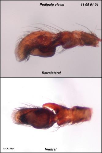 Salticus mutabilis