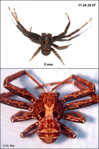 Xysticus acerbus