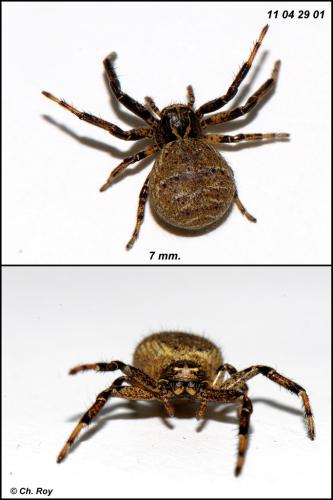 Réf. 69 199 : Xysticus kempeleni