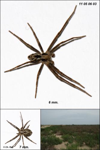 Réf. 69 601 : Rhysodromus histrio