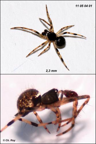Dipoena melanogaster