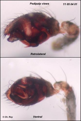 Réf. 69 430 : Dipoena melanogaster