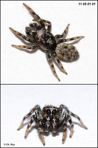 Salticus mutabilis