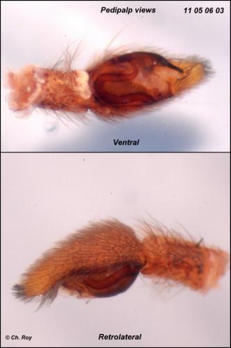 Réf. 69 694 : Rhysodromus histrio