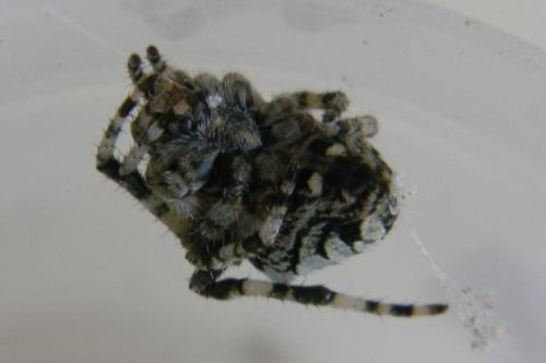 Araneus circe