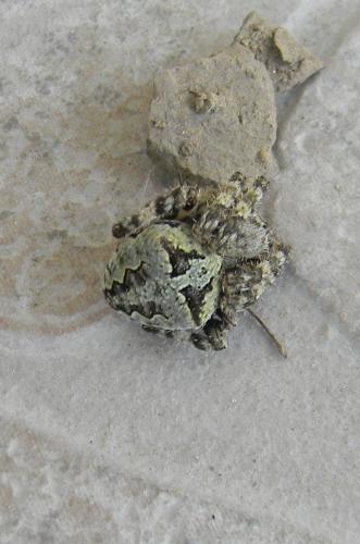 Araneus circe