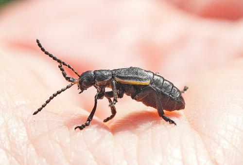 Arima marginata